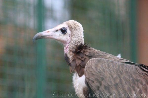 Hooded vulture