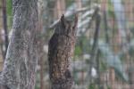 Eurasian scops-owl