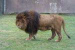 African lion