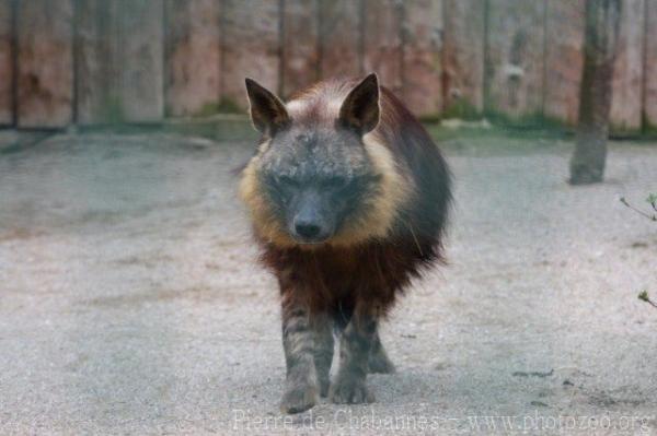 Brown hyena *