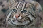 Fishing cat