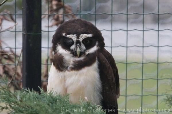 Spectacled owl