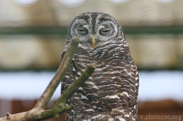 Chaco owl