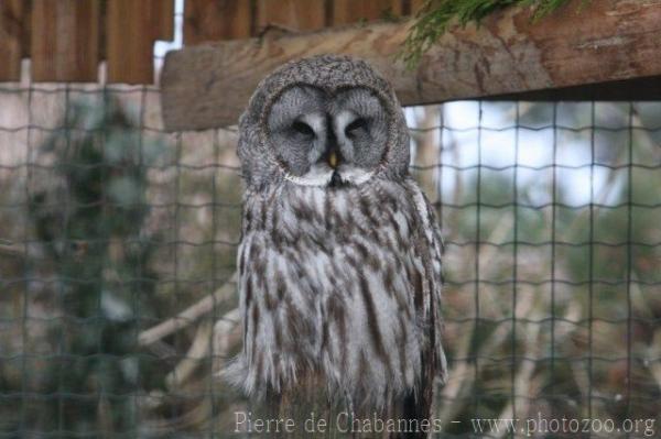 Great grey owl