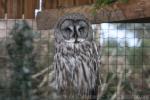 Great grey owl