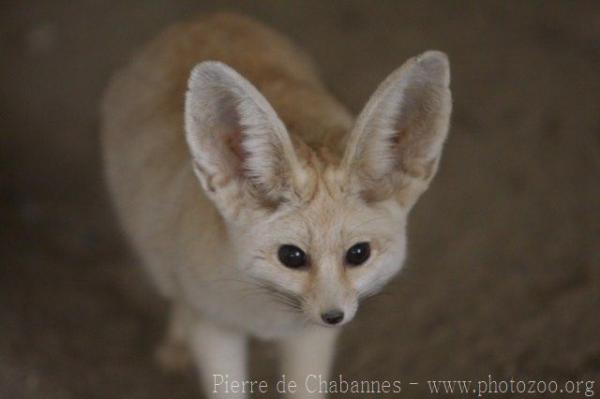 Fennec fox