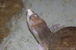 Florida softshell turtle