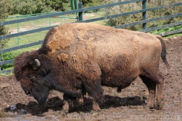 Plains bison