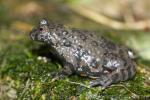 Oriental fire-bellied toad