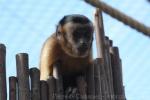 Bearded capuchin