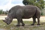 Southern white rhinoceros