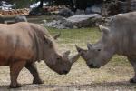 Southern white rhinoceros