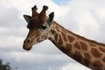 Kordofan giraffe