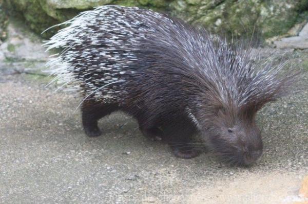 Crested porcupine