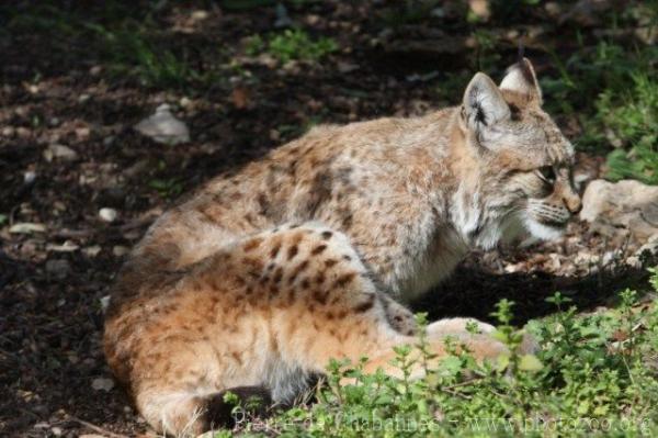 Eurasian lynx