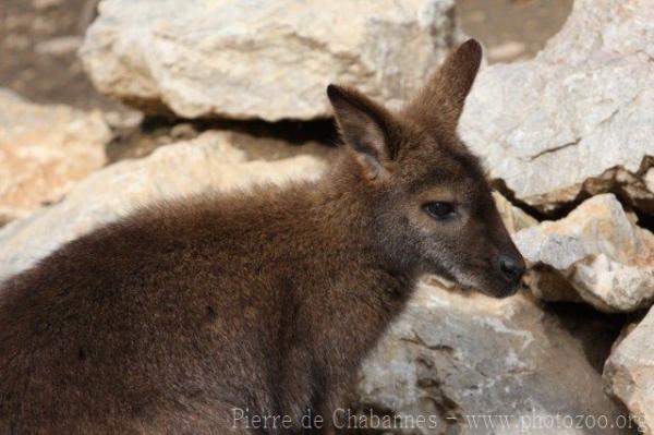 Red-necked wallaby