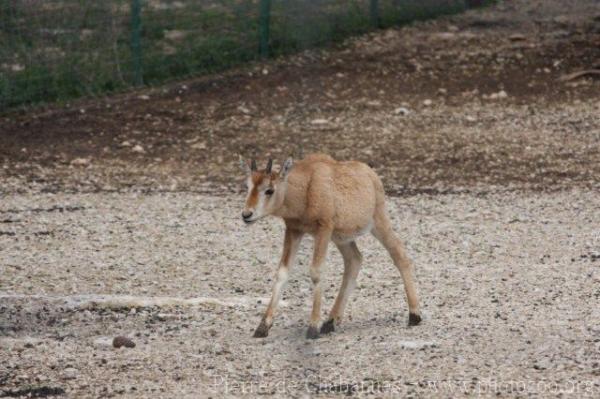 Scimitar-horned oryx