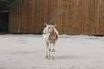 Scimitar-horned oryx