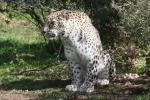 Persian leopard