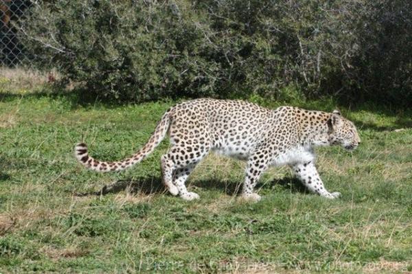 Persian leopard