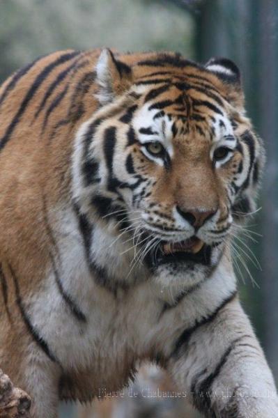 Mainland (Siberian) tiger