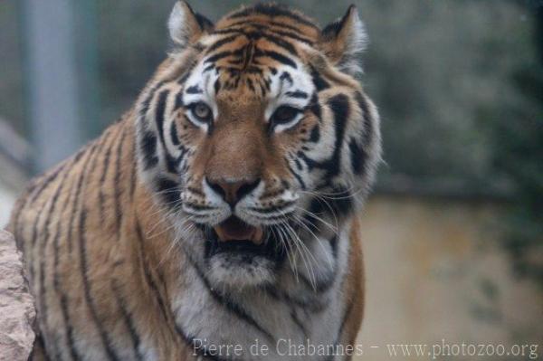 Mainland (Siberian) tiger