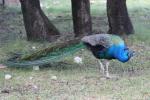 Indian peafowl