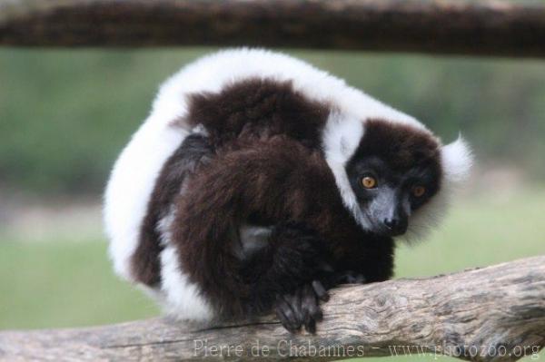 Black-and-white ruffled lemur