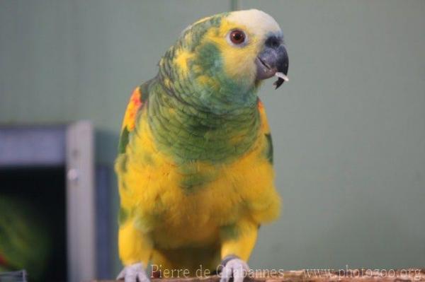 Blue-fronted amazon