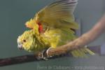 Blue-fronted amazon