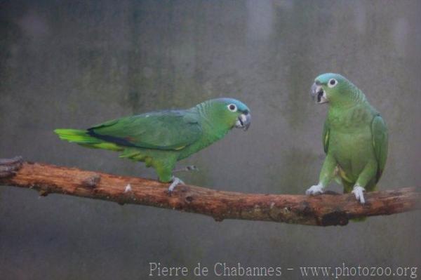 Northern mealy amazon
