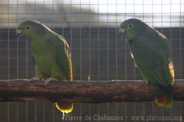 Scaly-naped amazon