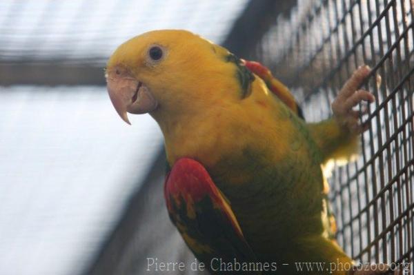 Yellow-headed amazon