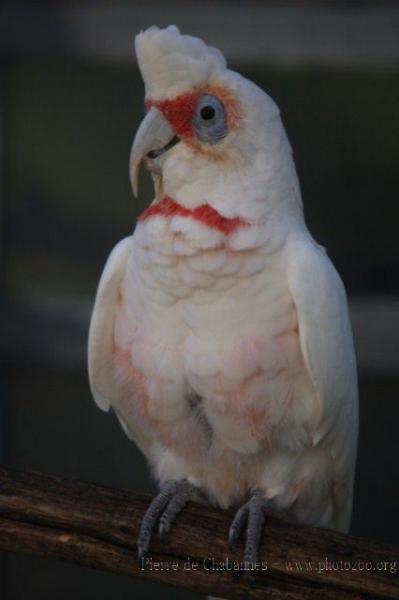 Long-billed corella