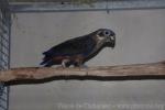 Dusky parrot