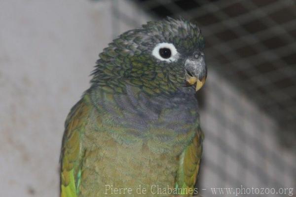 Scaly-headed parrot