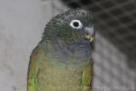 Scaly-headed parrot