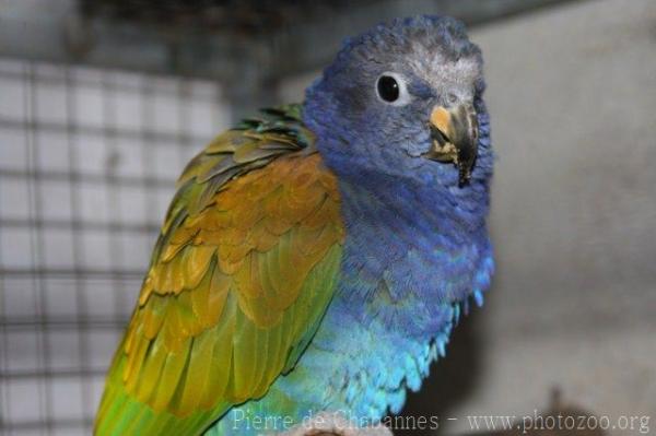 Blue-headed parrot