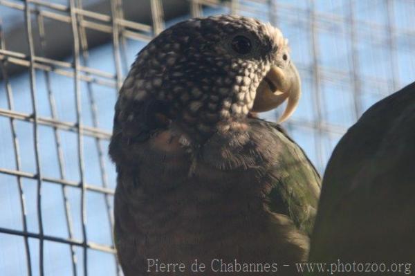 White-capped parrot *