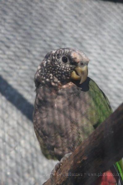 White-capped parrot *