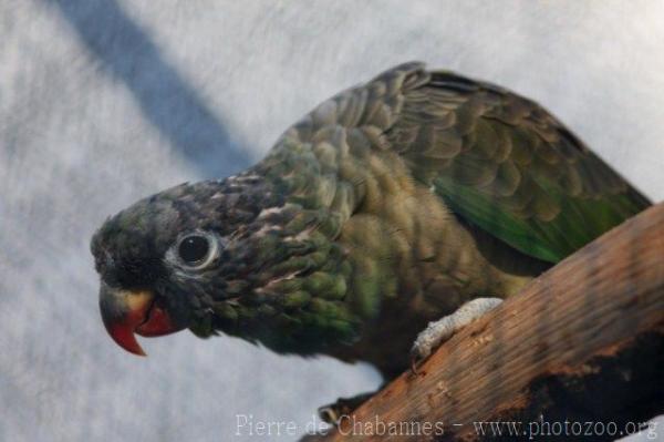 Red-billed parrot