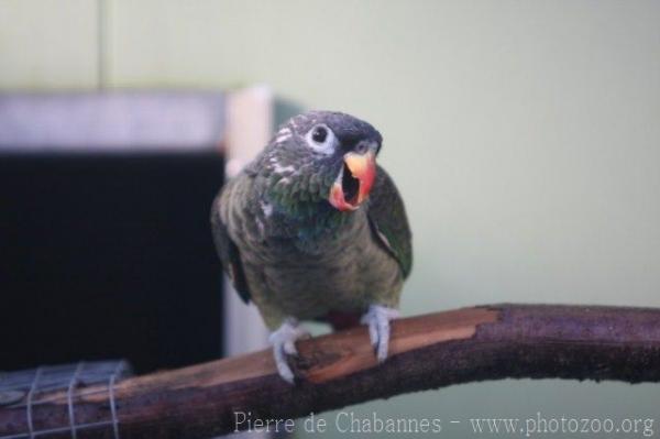 Red-billed parrot