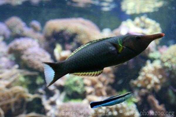 Bird wrasse