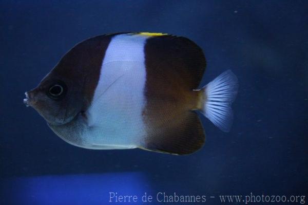 Brown-and-white butterflyfish