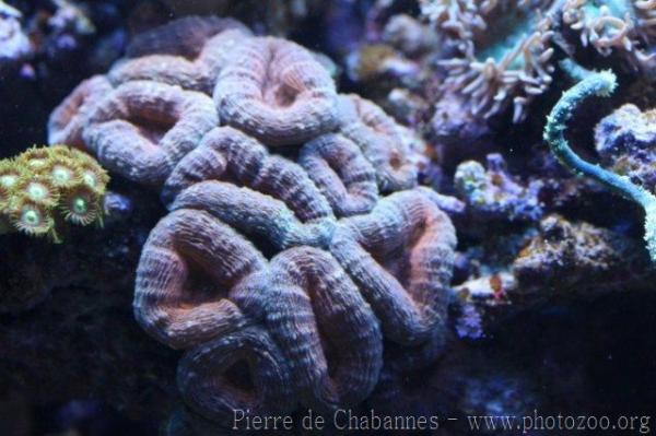 Large brain root coral