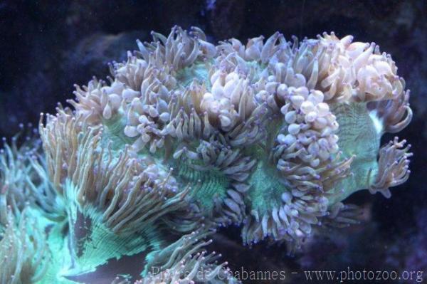 Elegance coral