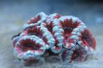 Lord Howe's starry cup coral