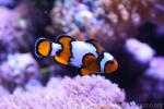 Orange clownfish