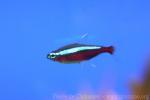 Cardinal tetra