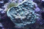 Chinese lettuce coral